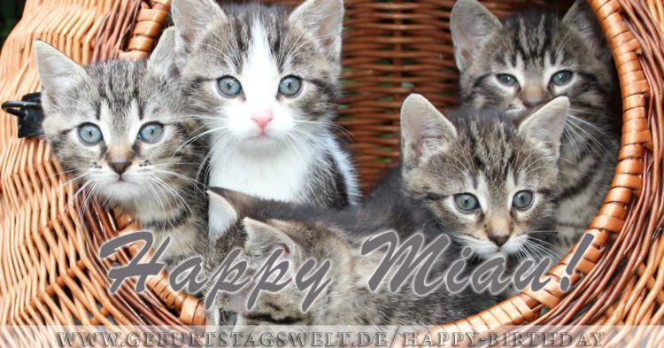 Geburtstagsbilder Katzen
 Happy Birthday Bilder Tolle Bilder zum Gratulieren
