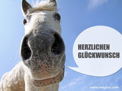 Geburtstagsbilder Pferd
 Bilder und Geburtstagswünsche – lustiges Pferd