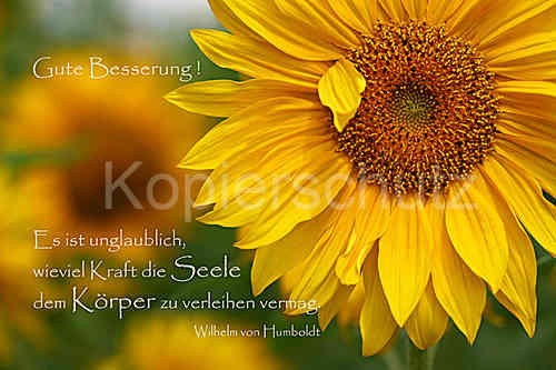 Geburtstagskarten Mit Sprüchen
 Es ist unglaublich Gute Besserung Sonnenblumen