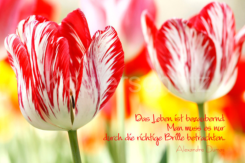 Geburtstagskarten Mit Sprüchen
 Das Leben A Dumas gestreifte Tulpen