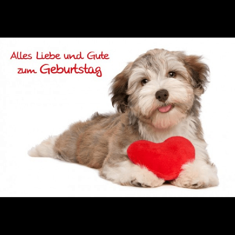 Geburtstagswünsche Mit Hund
 Geburtstag Hund mit Herz Faltkarten mit Umschlag