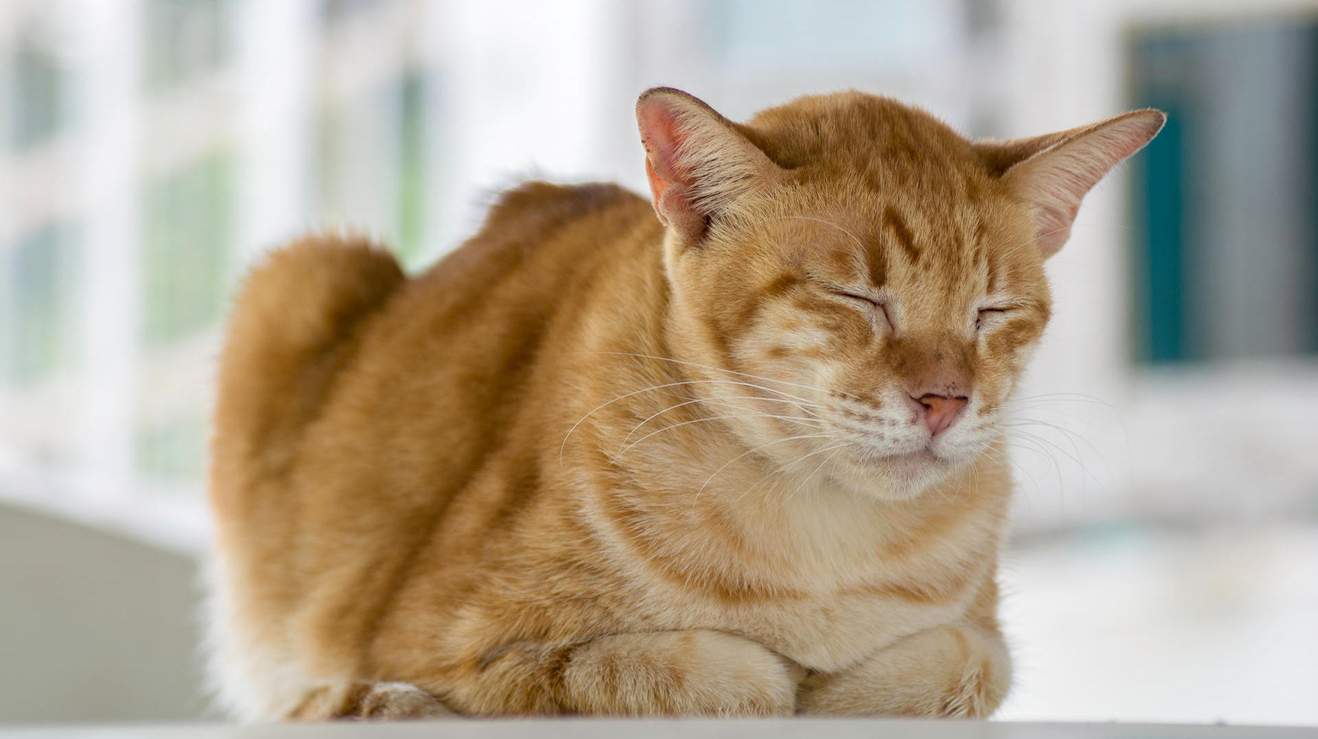 Geburtstagswünsche Mit Katze
 Blasenentzündung bei Katzen behandeln Tipps