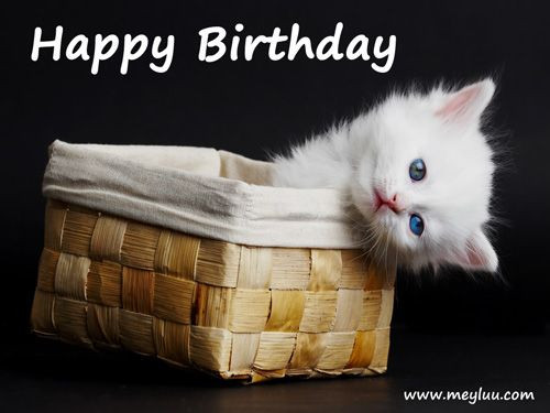 Geburtstagswünsche Mit Katze
 Lustige Geburtstagsbilder und Happy Birthday Bilder