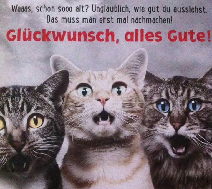 Geburtstagswünsche Mit Katze
 Pin von Elke Ackermann auf Geburtstag