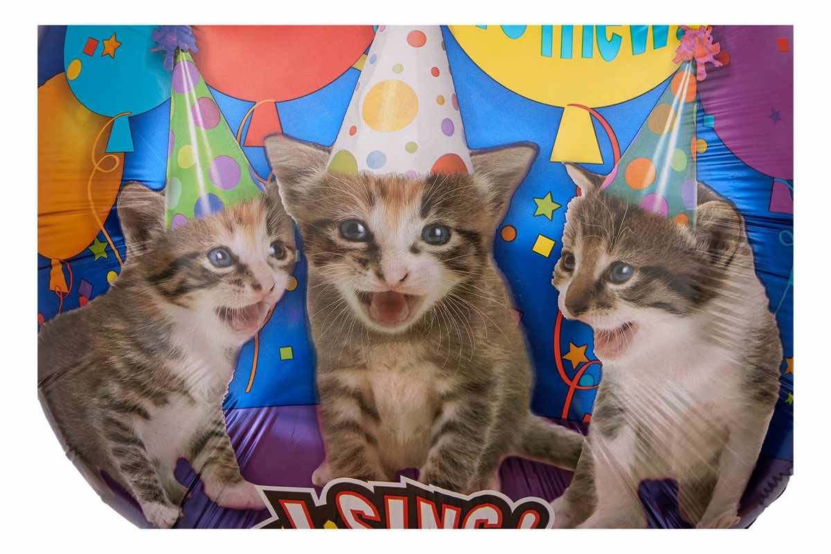 Geburtstagswünsche Mit Katze
 Musikballon mit Katzen Motiv miaut Happy Birthday