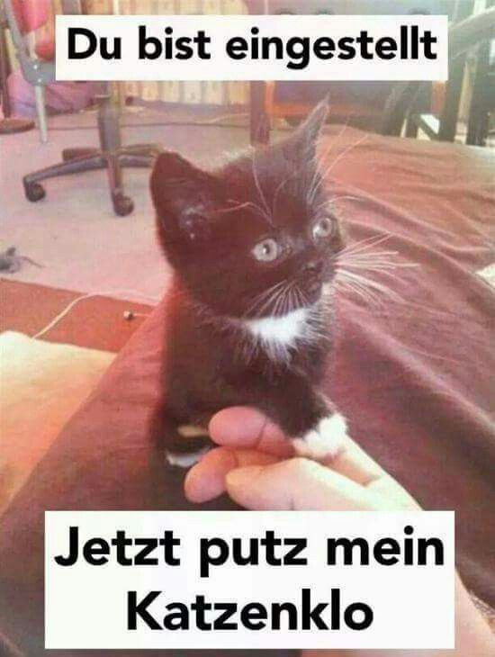 Geburtstagswünsche Mit Katzen
 Pin von Vivi auf Cute pets