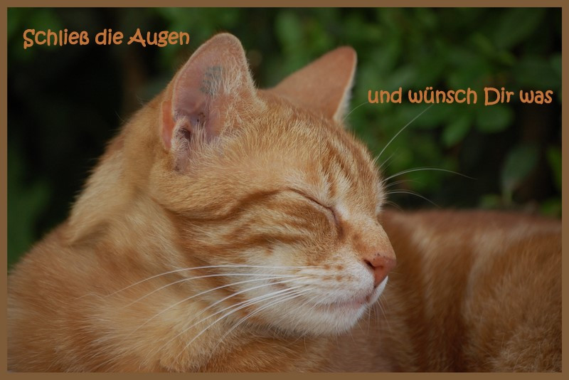 Geburtstagswünsche Mit Katzen
 Herzlichen Glückwunsch zum Geburtstag liebe Ingrid Foto