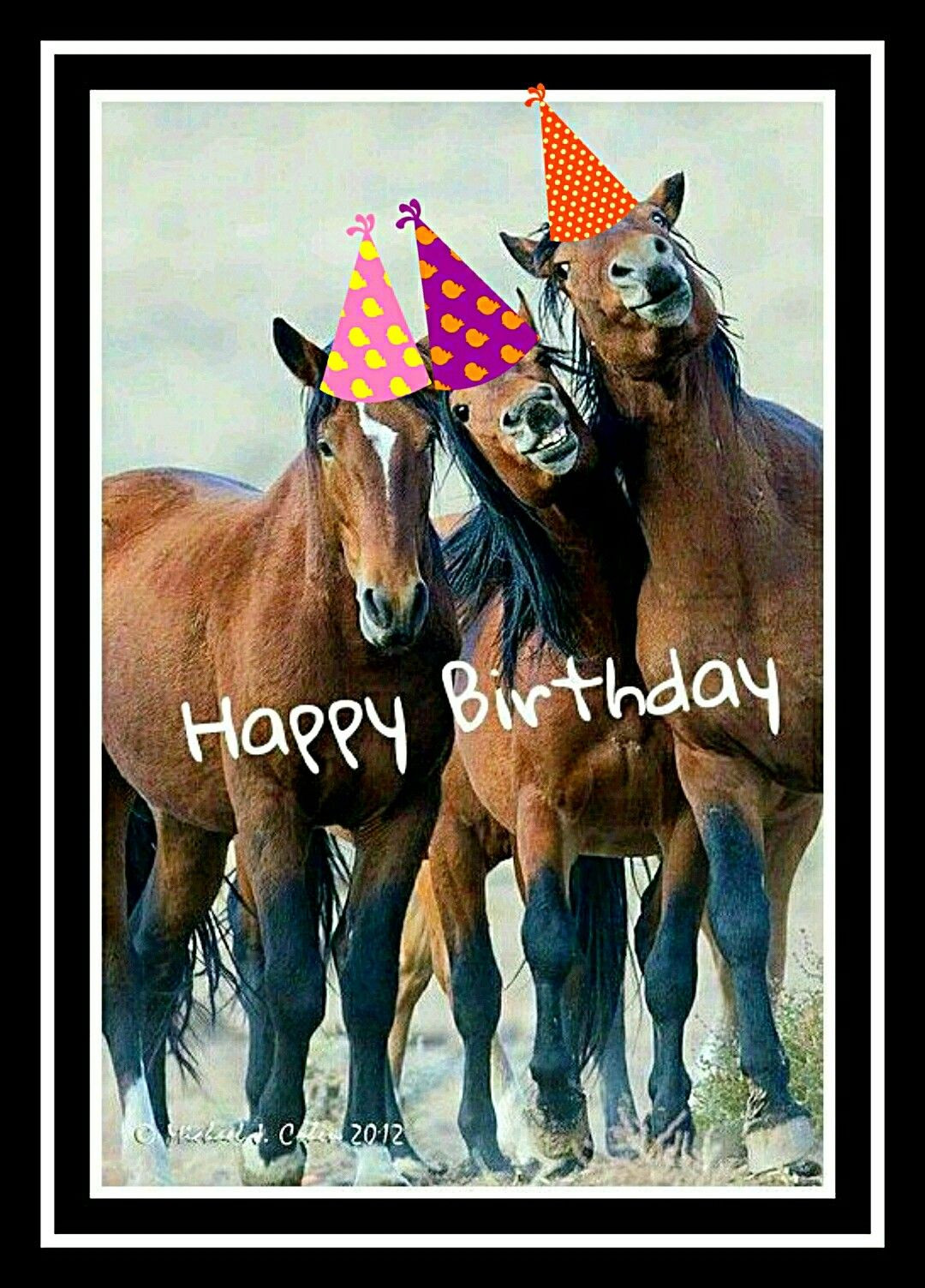 Geburtstagswünsche Pferd
 Birthday fun Geburtstag