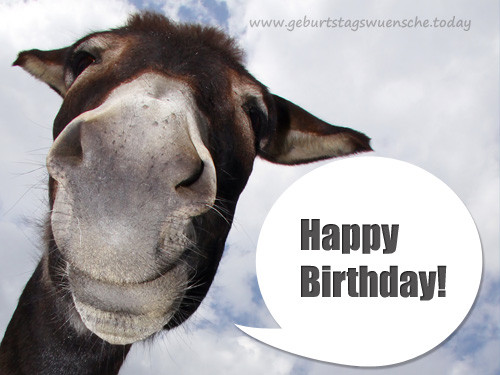 Geburtstagswünsche Pferd
 Bild Lustiger Esel mit Geburtstagsspruch