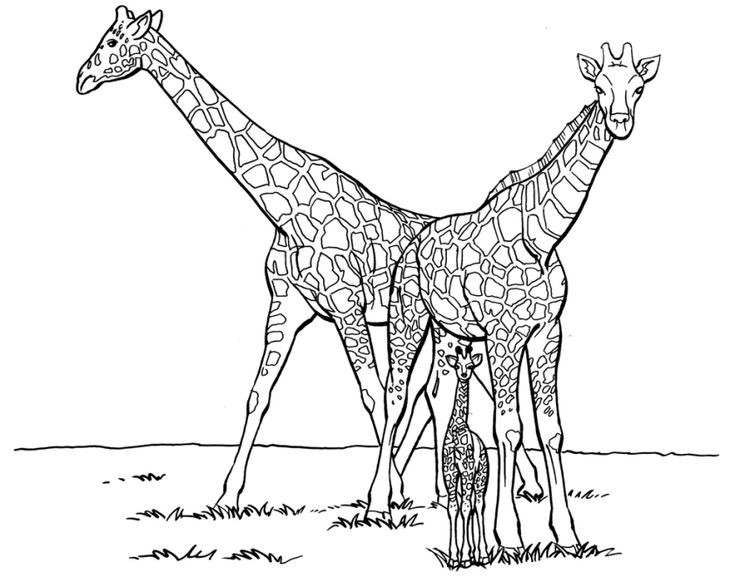 Giraffe Malvorlagen
 11 besten Giraffe Ausmalbilder Bilder auf Pinterest