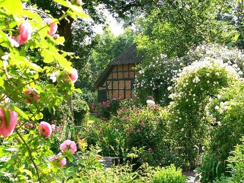 Haus Kaufen In Meldorf
 Alte Rosensorten Mit Wunderbarem Duft Englische Rosen