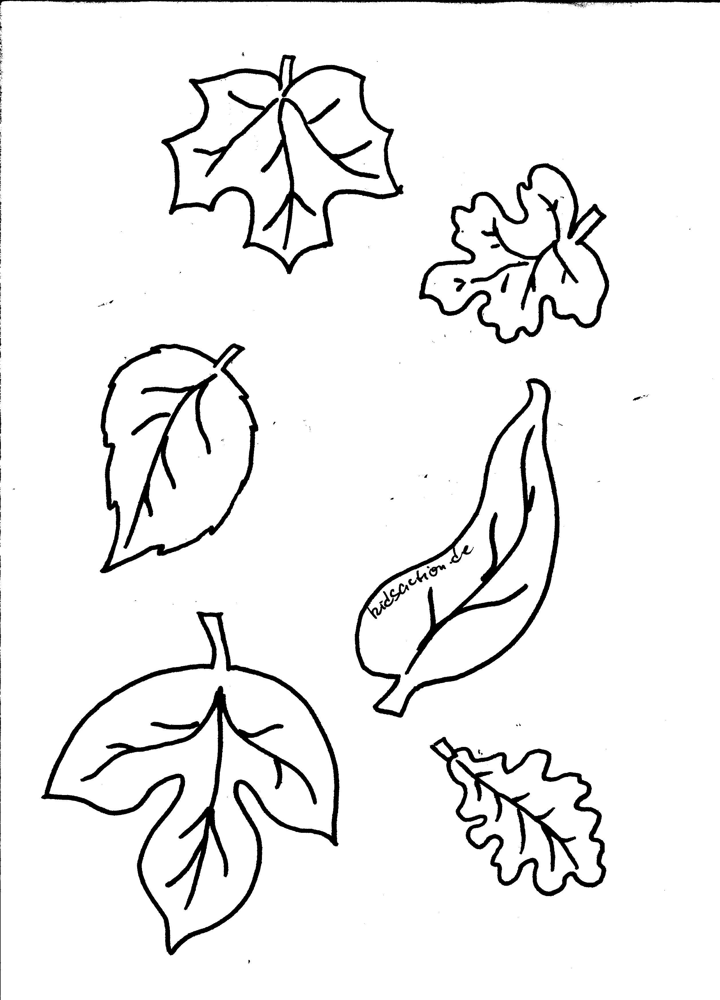 Herbstblätter Malvorlagen Eiche
 herbstblätter basteln malvorlagen – Ausmalbilder für