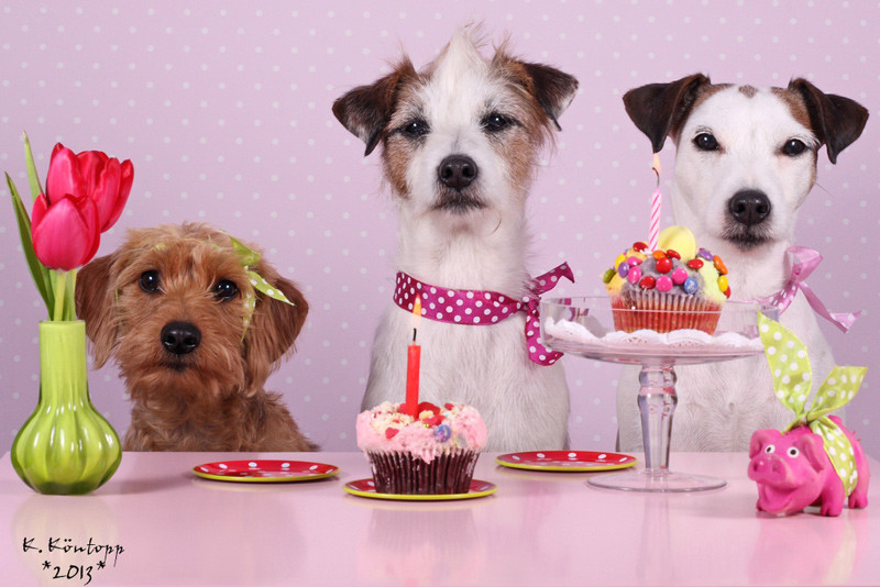 Hunde Geburtstagsbilder
 Mein liebster Nödelhund hat Geburtstag …