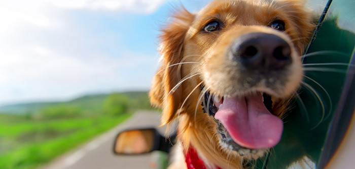 Hunde Geburtstagsbilder
 25 Hundebilder Süße lustige und schöne Bilder von Hunden