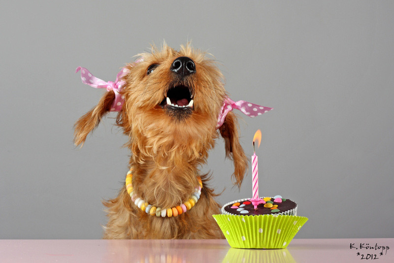 Hunde Geburtstagsbilder
 Ellis 1 Geburtstag