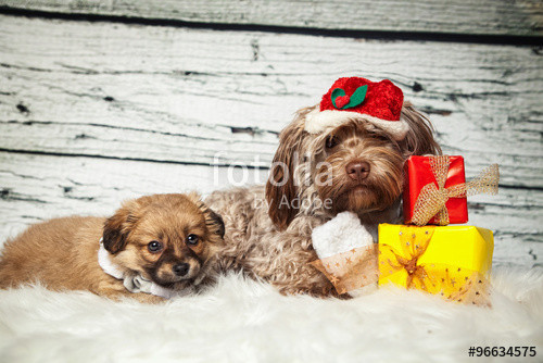 Hunde Geschenke
 "Hunde bekommen Geschenke" Stockfotos und lizenzfreie