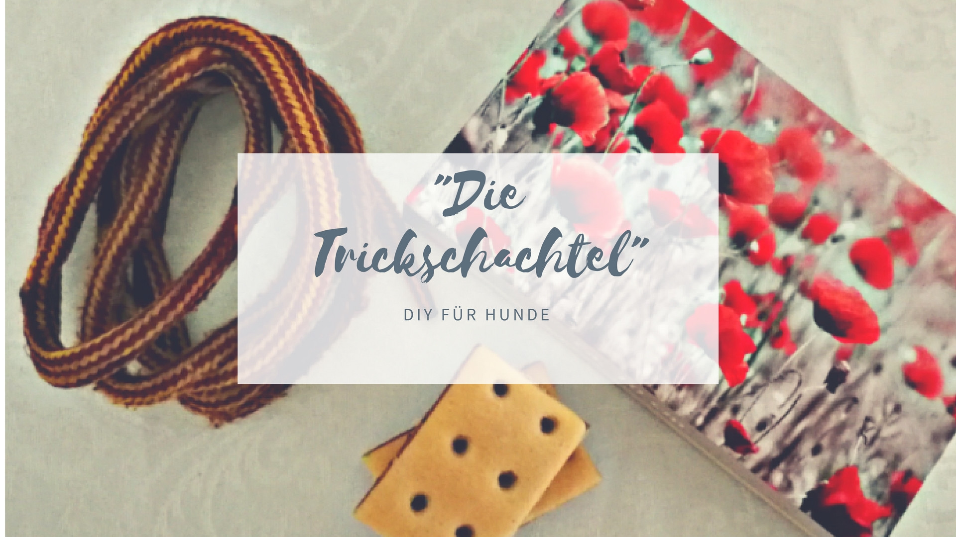 Hundespielzeug Diy
 Hundespielzeug DIY Die Trickschachtel Team Hundeseele