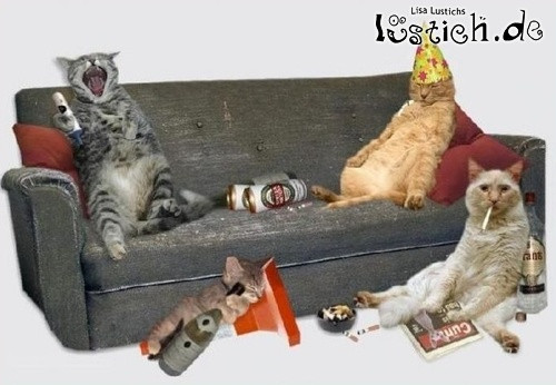 Katzen Geburtstagsbilder
 Besoffene katzen Bild lustich