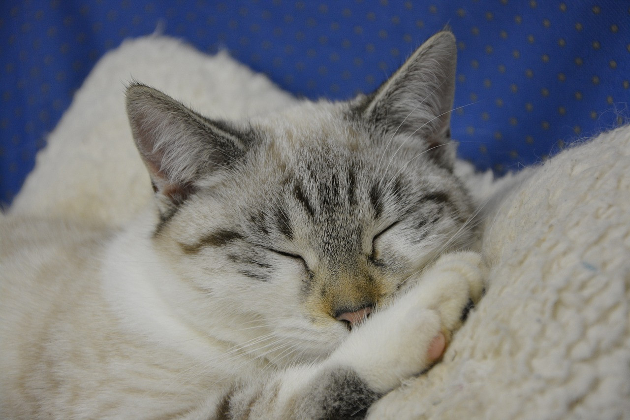 Katzenhöhle Diy
 DIY Katzenbett aus Stuhlkissen selbermachen – Katzenblog