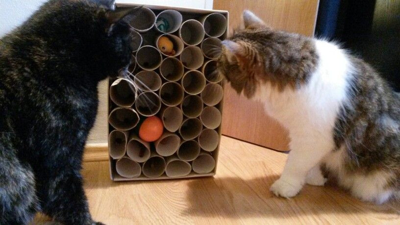 Katzenspielzeug Diy
 Erstmal erkunden Diy Katzenspielzeug