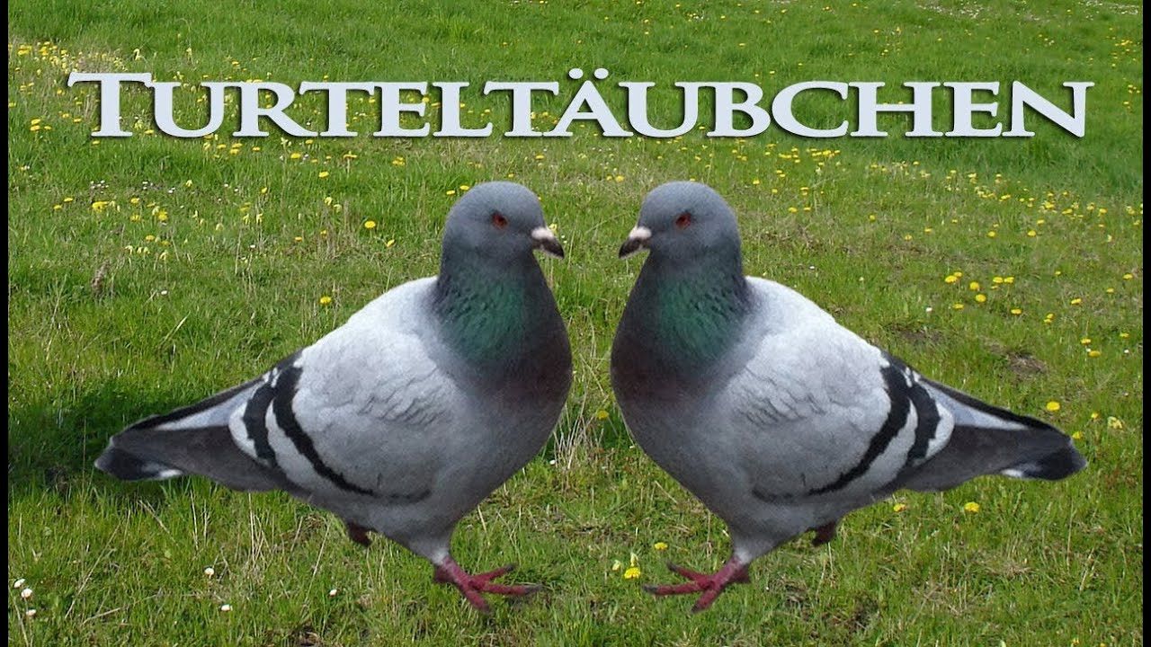 Lied Zur Goldenen Hochzeit
 Turteltäubchen Lied zur Goldenen Hochzeit