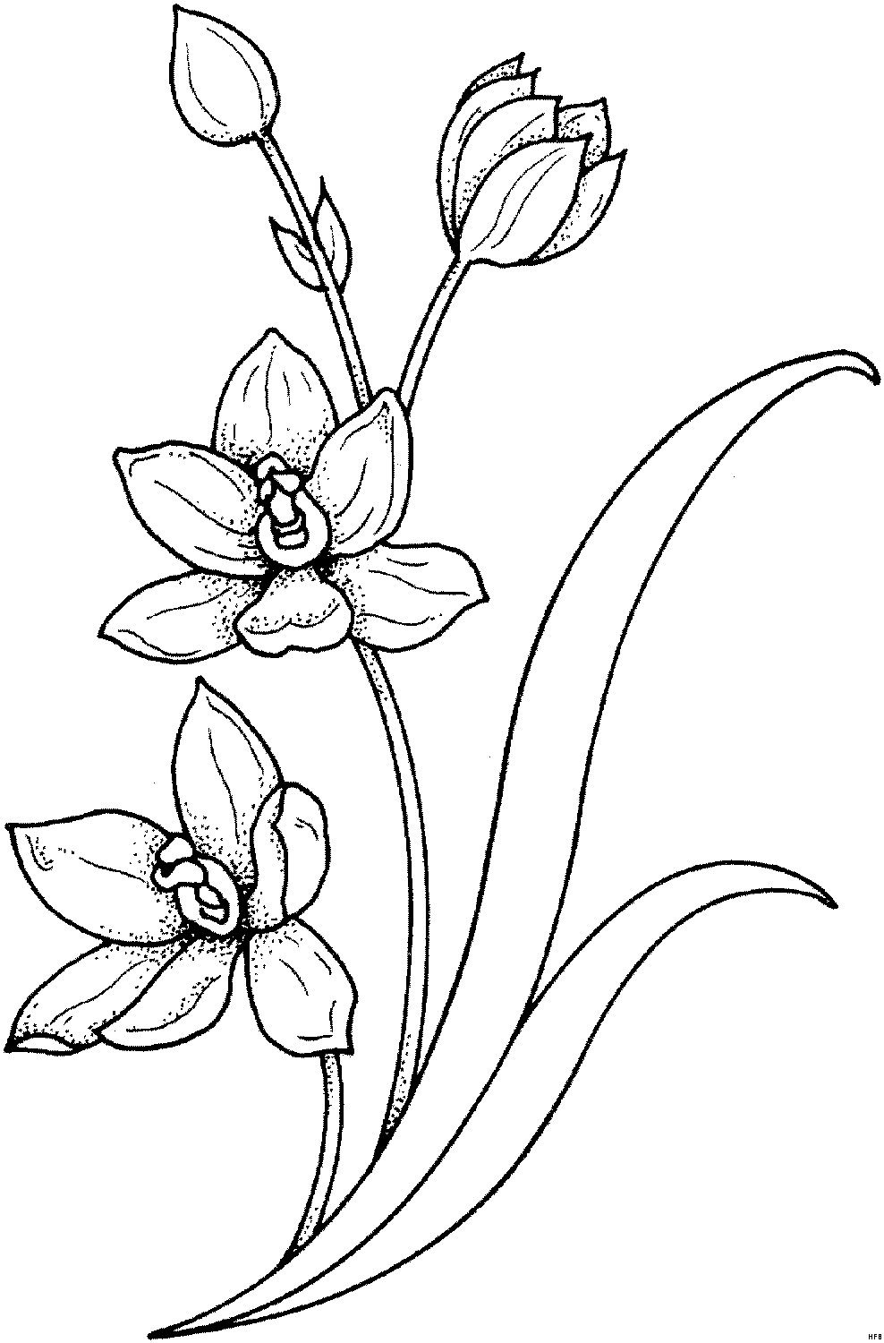 Malvorlagen Blumen
 Pflanze Mit Stengel Ausmalbild & Malvorlage Blumen