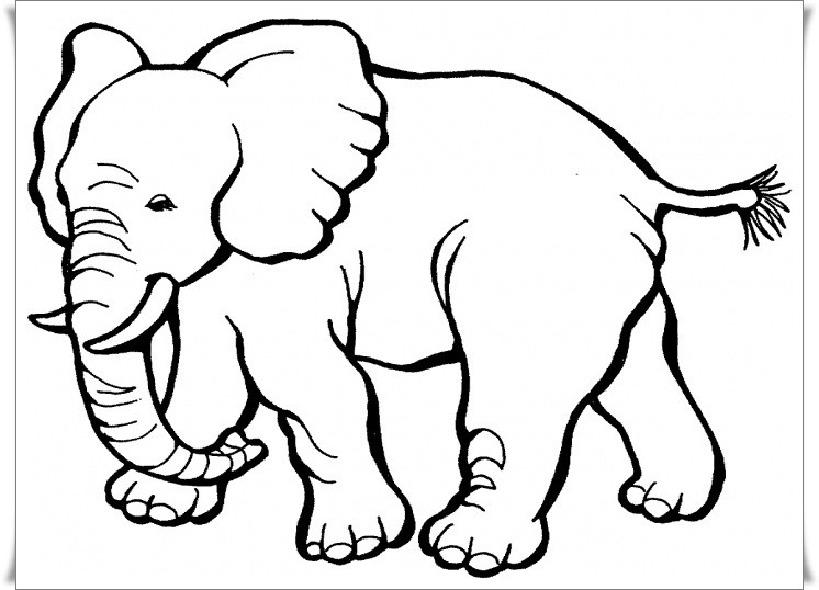 Malvorlagen Elefant
 Ausmalbilder Elefant