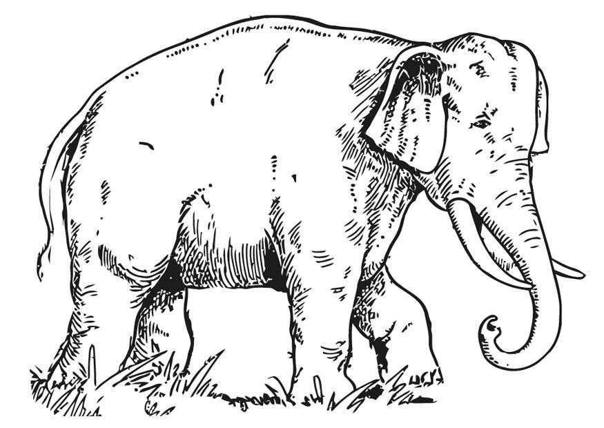 Malvorlagen Elefant
 Malvorlage Elefant