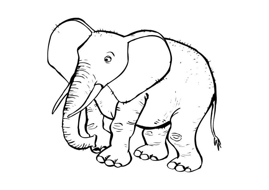 Malvorlagen Elefant
 Malvorlage Elefant