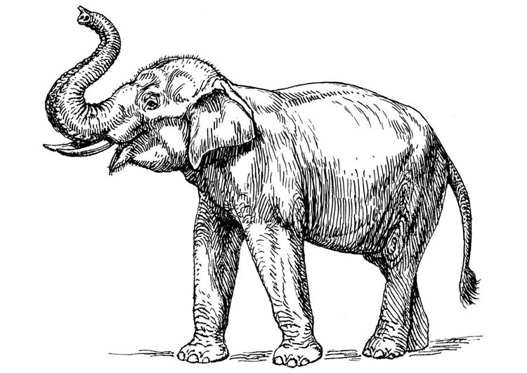 Malvorlagen Elefant
 Malvorlage indischer Elefant