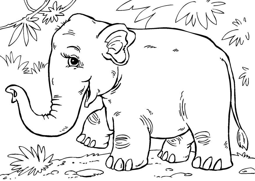 Malvorlagen Elefant
 Malvorlage Asiatischer Elefant