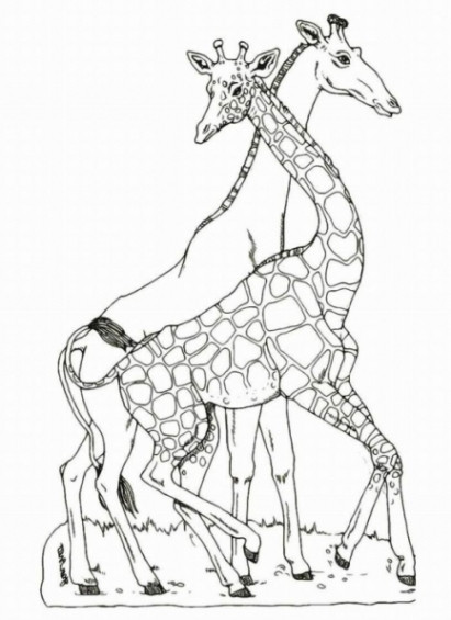 Malvorlagen Giraffe
 Ausmalbilder Giraffe Malvorlagen ausdrucken 1