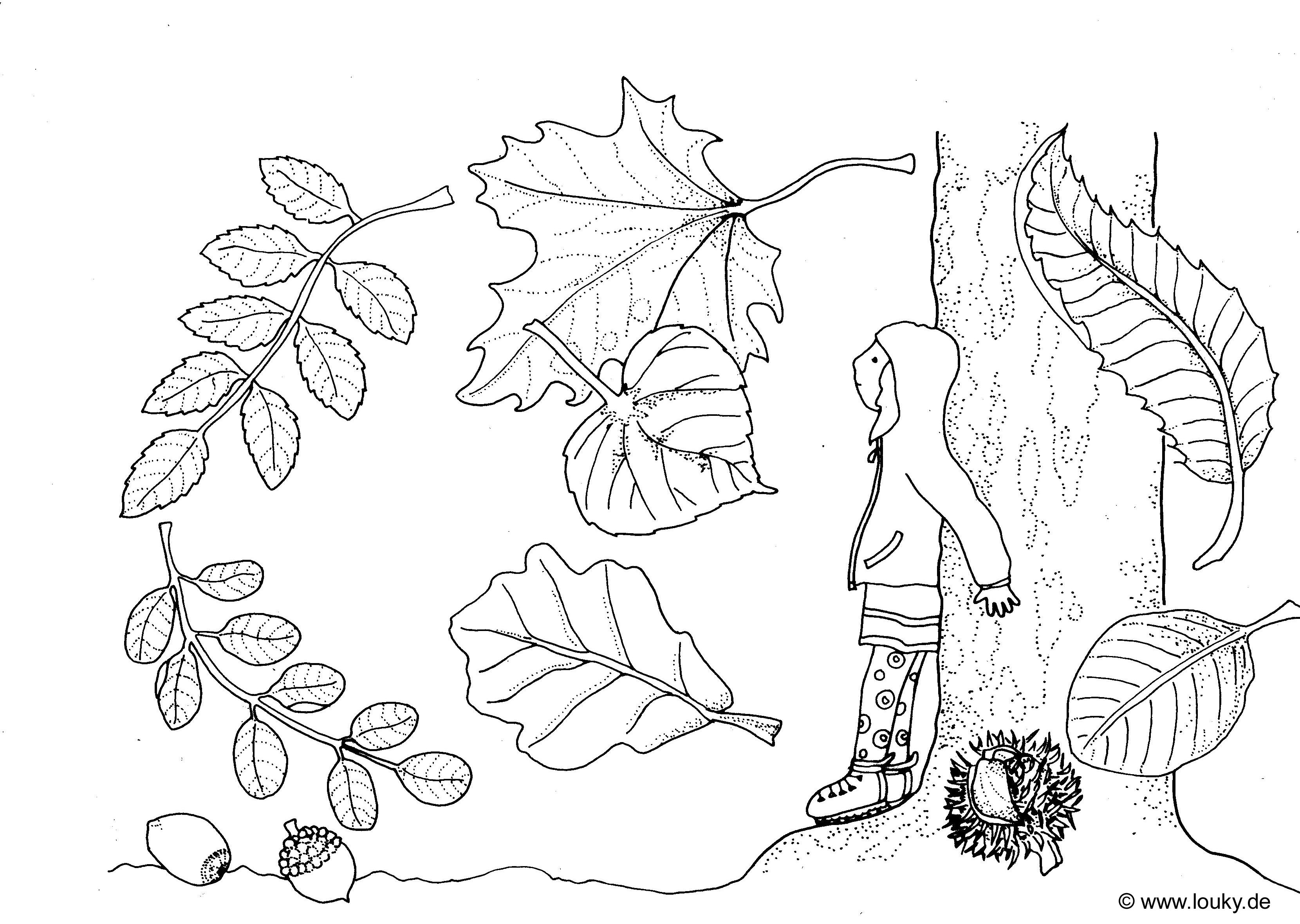 Malvorlagen Herbstblätter
 Malvorlage Herbstblätter – Louky in Herbstblätter