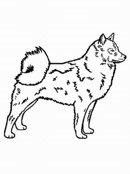 Malvorlagen Hunde
 Finnischer Spitzhund Ausmalbild & Malvorlage Hund