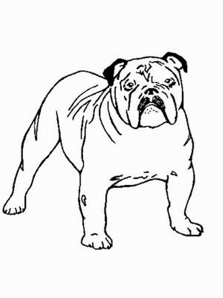 Malvorlagen Hunde
 Englische Bulldoge Ausmalbild & Malvorlage Hunde