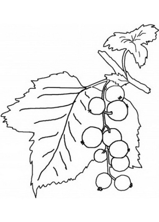 Malvorlagen Obst
 Vorlagen zum Ausmalen Malvorlagen Obst und Gemüse