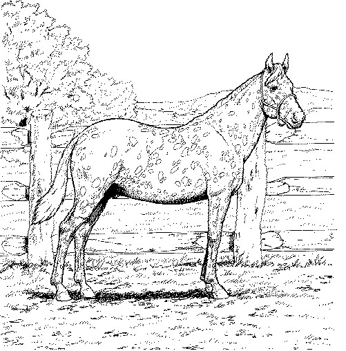 Malvorlagen Pferde
 Pferde Malvorlagen Malvorlagen1001