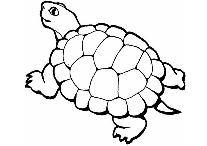 Malvorlagen Schildkröte
 Ausmalbilder Schildkröte 12