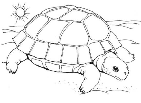 Malvorlagen Schildkröte
 Ausmalbilder Zum Ausdrucken Gratis Malvorlagen Schildkrte