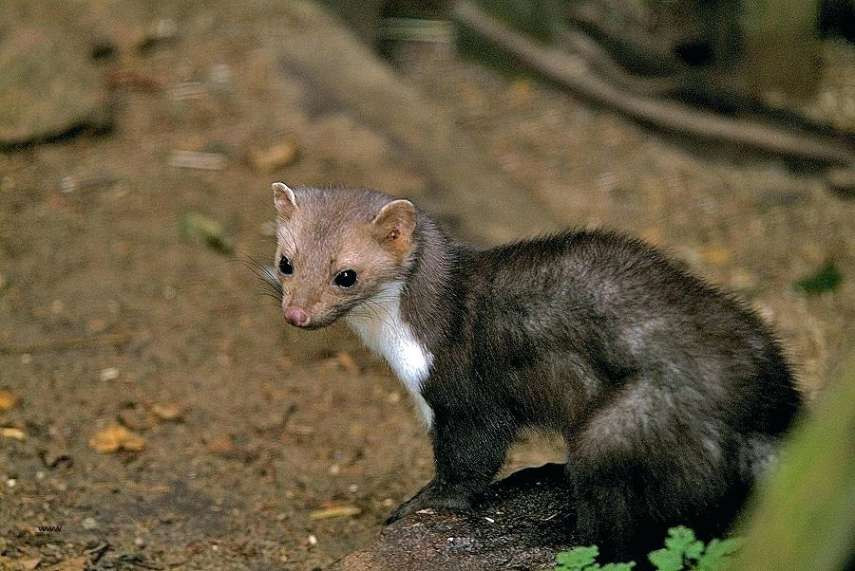 Marder Im Garten
 Was Hilft Gegen Marder Im Garten Home Ideen