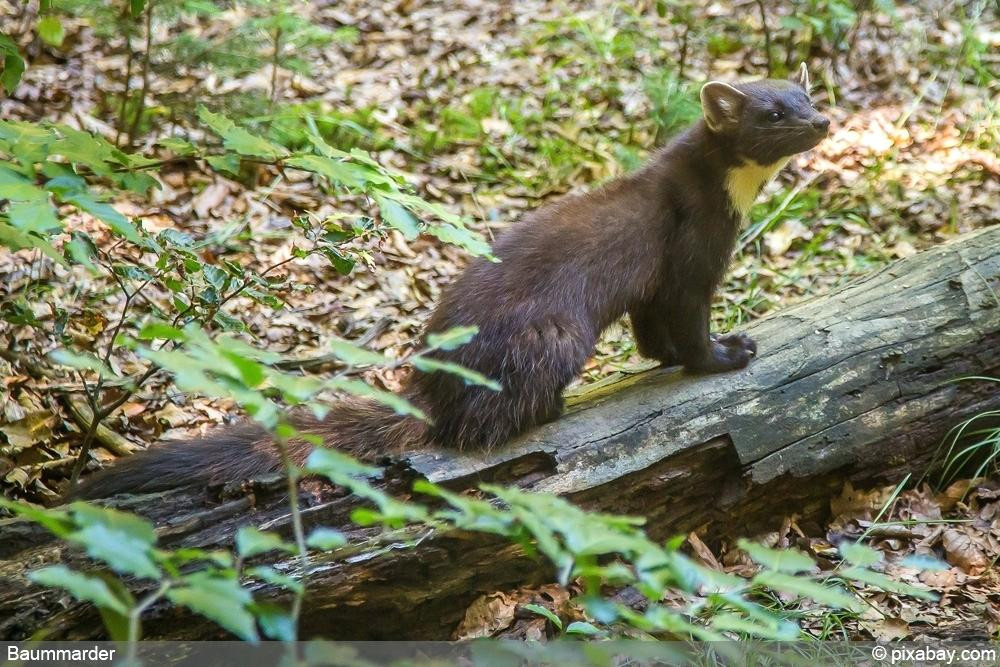 Marder Im Garten
 Marder Im Garten Was Tun