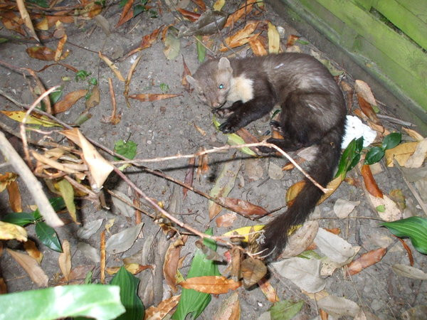 Marder Im Garten
 Ein Marder im Garten Ebsdorfergrund myheimat