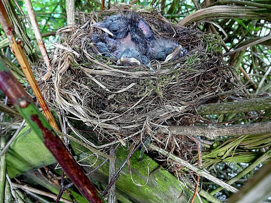 Marder Im Garten
 Hausmittel Gegen Marder Im Garten Ostseesuche