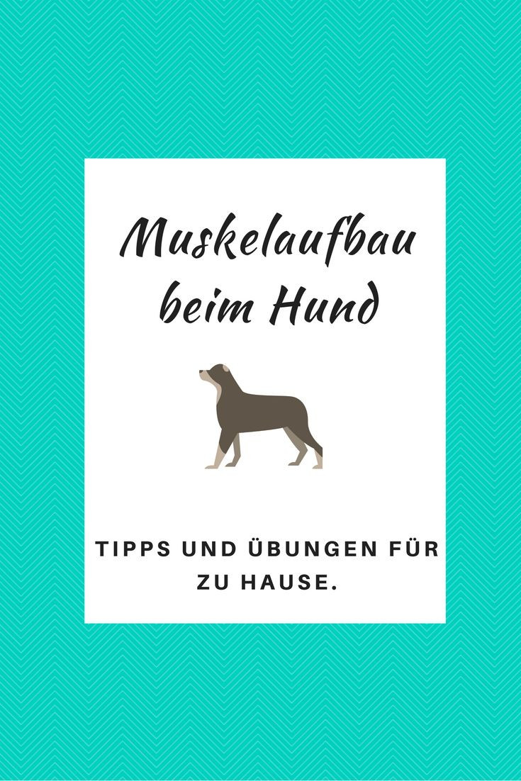 Muskelaufbau Zu Hause
 2643 best images about Dogs on Pinterest