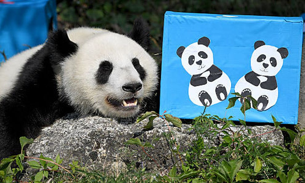 Panda Geschenke
 Geschenke inklusive Schönbrunner Panda Zwillinge feierten