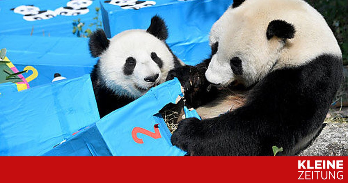 Panda Geschenke
 Geschenke inklusive Schönbrunner Panda Zwillinge feierten