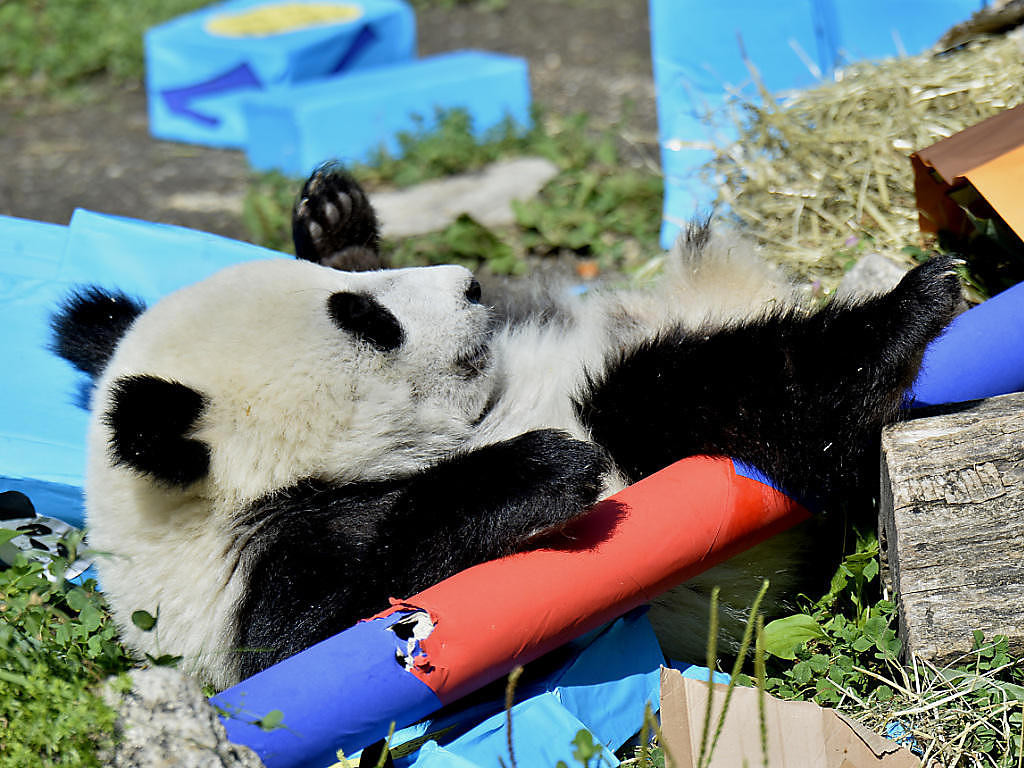 Panda Geschenke
 Panda Zwillinge bekommen Geschenke Panorama