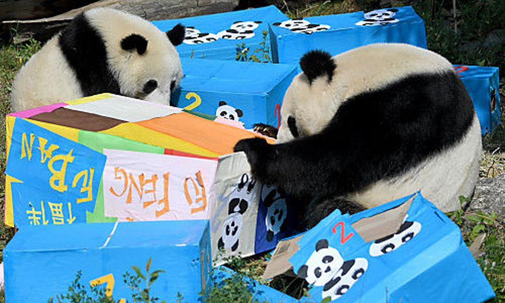 Panda Geschenke
 Geschenke inklusive Schönbrunner Panda Zwillinge feierten