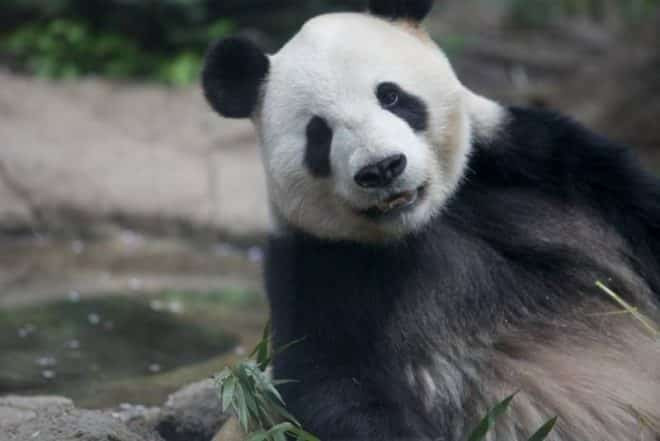 Panda Geschenke
 Japanische Panda Zwillinge erhalten Geschenke zum