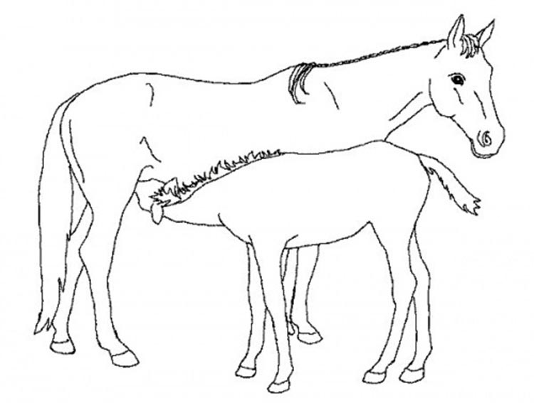 Pferde Ausmalbilder Mit Fohlen
 Ausmalbilder pferde mit fohlen kostenlos Malvorlagen zum